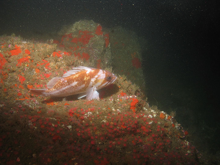 a pink and orange fish with spiny fins resting on rocks spotted with green and orange algae
